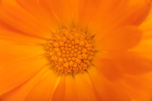 Yellow orange daisy flower — Stock Photo, Image
