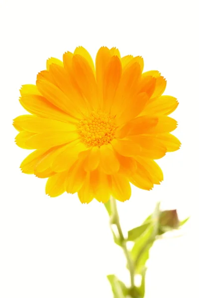 Žlutá oranžová květina květina — Stock fotografie