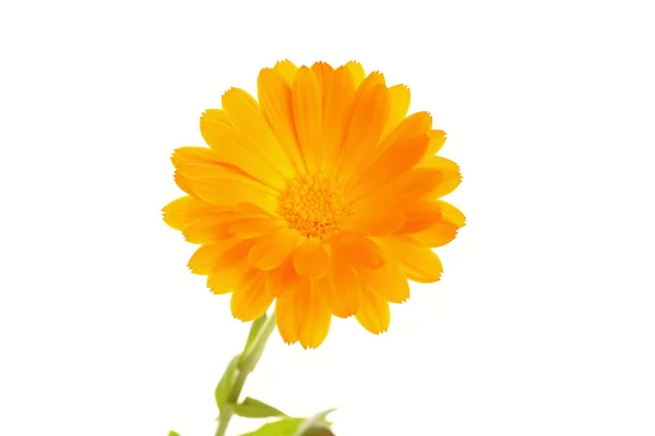 Flor de margarita naranja amarilla — Foto de Stock