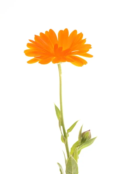 Žlutá oranžová květina květina — Stock fotografie