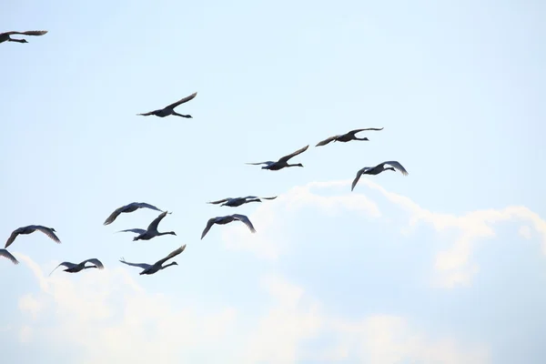 stock image Migration birds swan