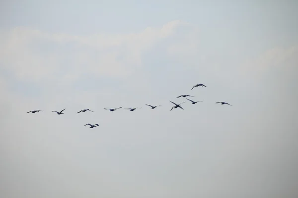Migration birds swan — Stock Photo, Image