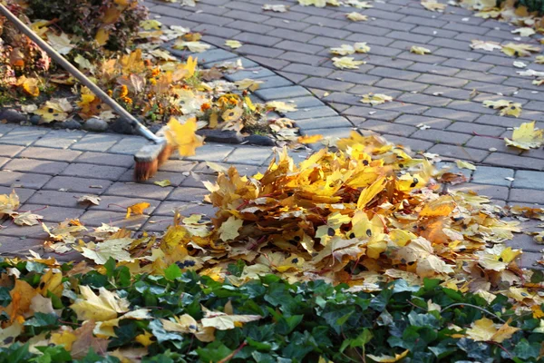 Чоловік грабує листя в саду — стокове фото
