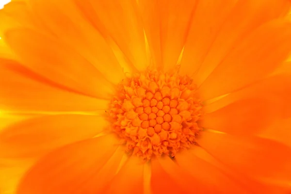 Yellow orange daisy flower — Stock Photo, Image