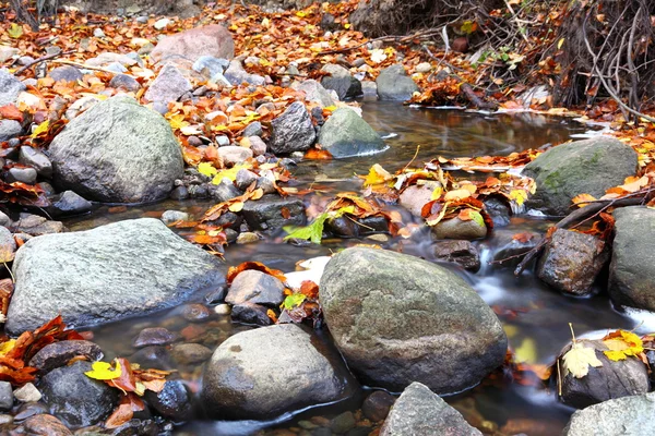 Leaf on stone in a creek — Stock Photo, Image