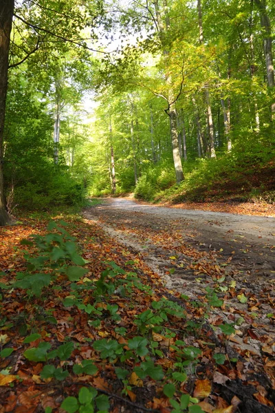 Landsbygdens hösten landskap — Stockfoto