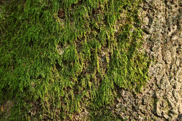 Moss on a tree bark — Stock Photo, Image