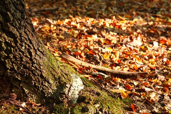 Rural autumn scenery — Stock Photo, Image
