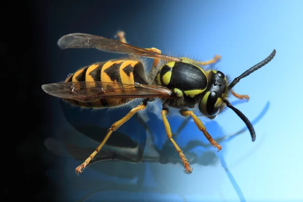 stock image Wasp