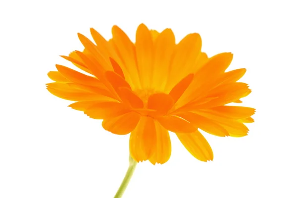 Geel oranje daisy flower — Stockfoto
