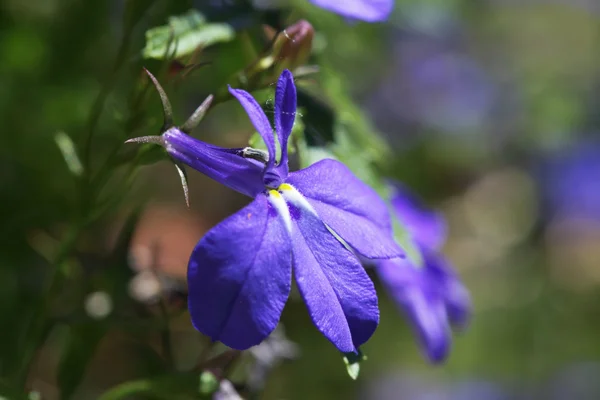紫色、すみれ色の花のクローズ アップ — ストック写真