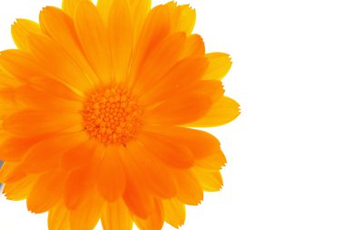 sarı turuncu papatya çiçeği