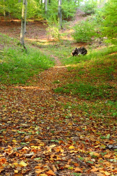 Vidéki őszi táj — Stock Fotó