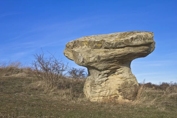 stock image Stone mushroom