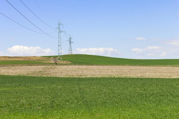 Pole zelené pšenice — Stock fotografie