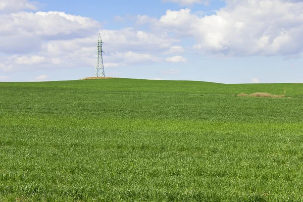 Ladang gandum hijau — Stok Foto