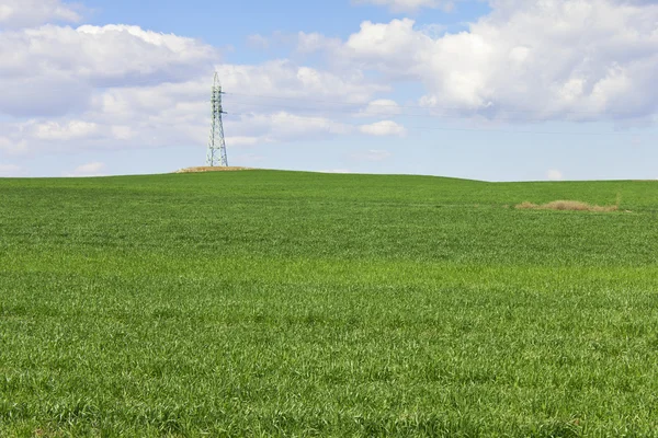 Pole zelené pšenice — Stock fotografie