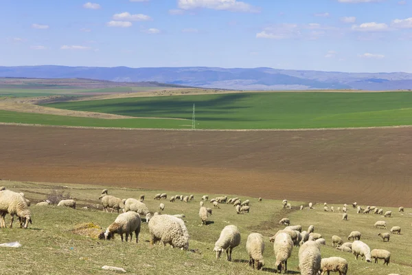 Πρόβατα, βόσκοντας το γρασίδι — Φωτογραφία Αρχείου