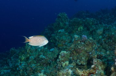 Zebra angelfish