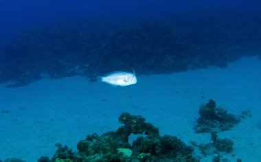 Tavus kuşu wrasse