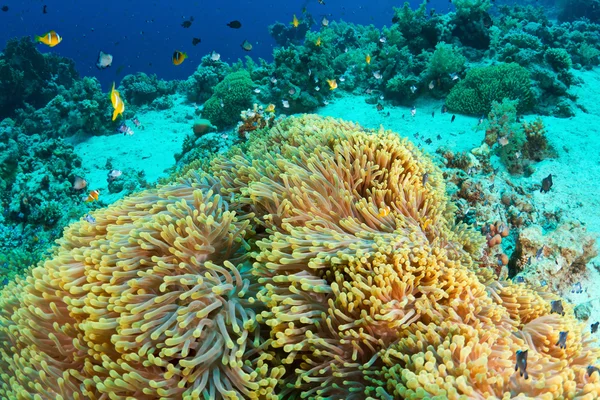 stock image Anemone and clownfishes