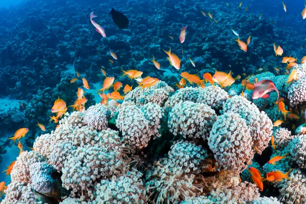 Κοράλλια και τα ψάρια — Φωτογραφία Αρχείου