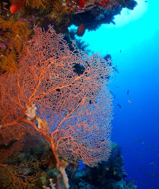 gorgonian fan mercan