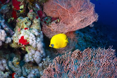 Bluecheek butterflyfish