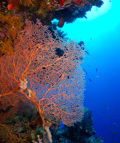 Coral fã gorgoniano — Fotografia de Stock