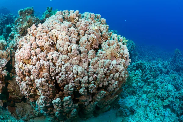 ハマサンゴ nodifera — ストック写真