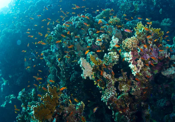 Coral y peces —  Fotos de Stock