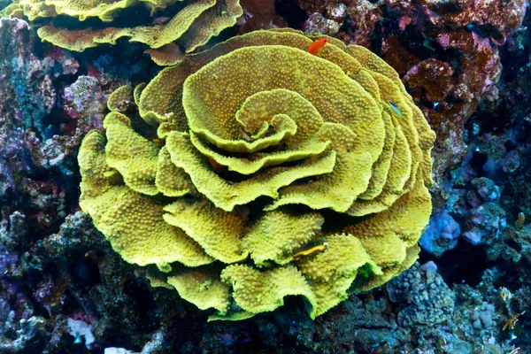 Слон вухо coral — стокове фото