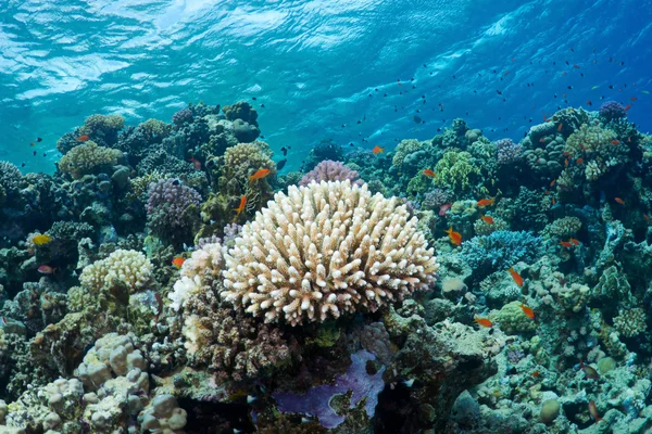 Corallo e pesci — Foto Stock