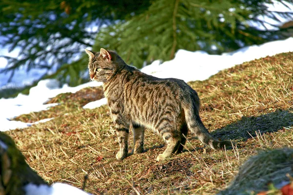 Kot pod lasem piniowym — Zdjęcie stockowe