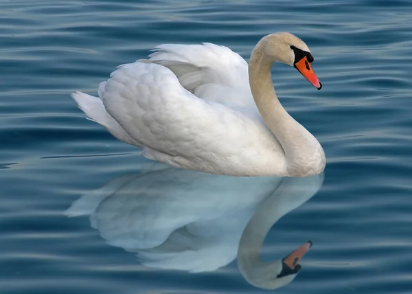 Single swan — Stock Photo, Image