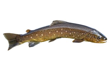 Common trout clipart