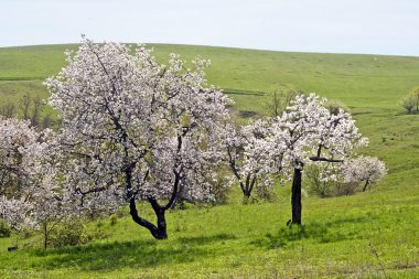 dağda İlkbahar geldi