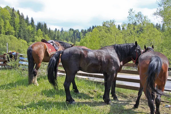 Paarden in een pen — Stockfoto