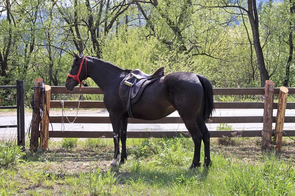 Cavallo marrone scuro — Foto Stock