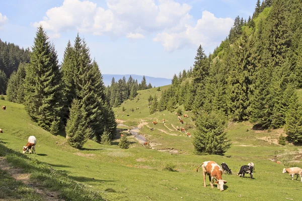 Landschaft mit grasenden Kühen — Stockfoto