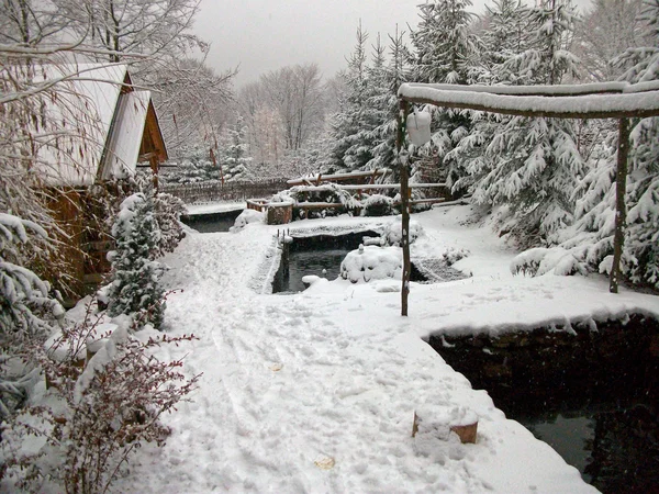 Зима в саду — стокове фото