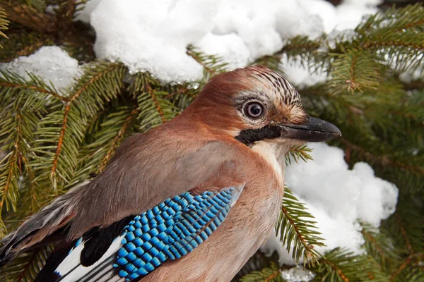 Eurasian Jay — Stock Photo, Image