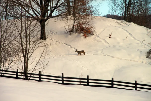 雪地里的鹿 — 图库照片