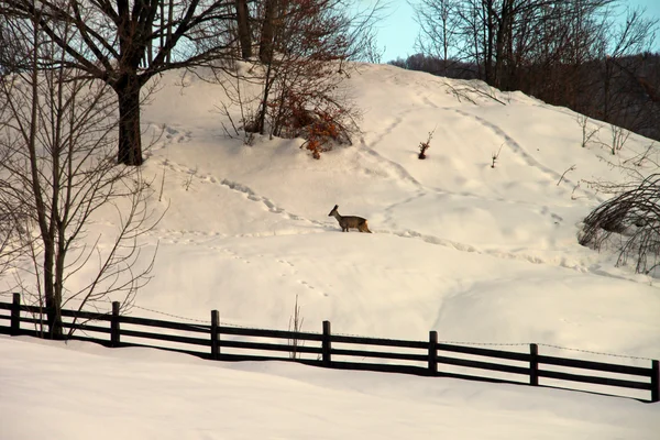 Un ciervo en la nieve —  Fotos de Stock