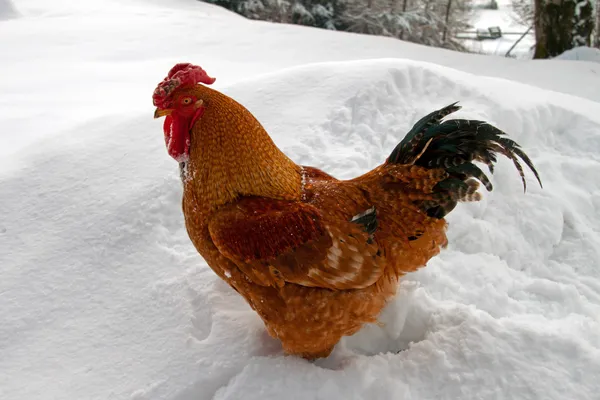 Kogut stoi w śniegu — Zdjęcie stockowe