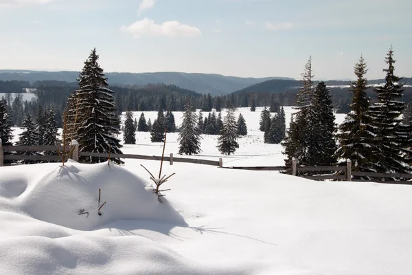 Pine bomen in de sneeuw — Stockfoto