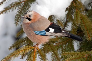 Eurasian Jay clipart