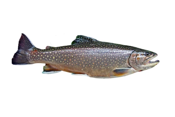 Common trout — Stock Photo, Image