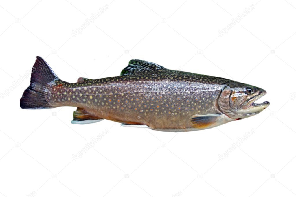 Common trout