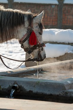 A drinking white horse clipart